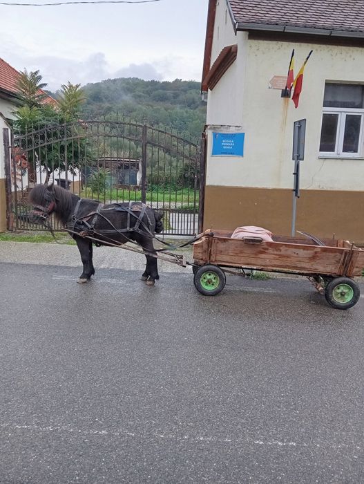 Vând ponei cuminte
