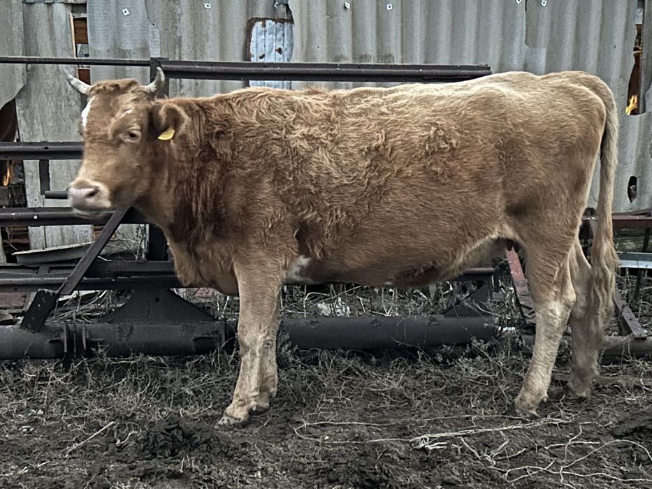 Сатылады соғымға