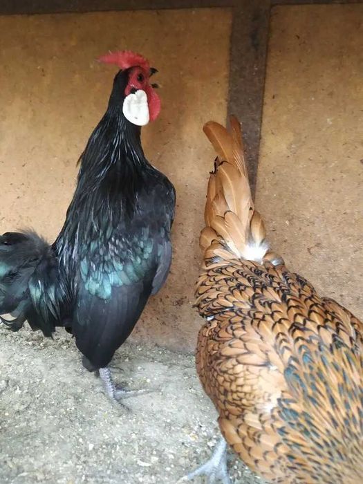 Бентамка ЯВА петушки продам.