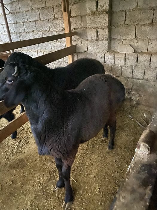 Quy sotiladi qushqor 2 ta tayor quy 60 70 kilo chiqadi
