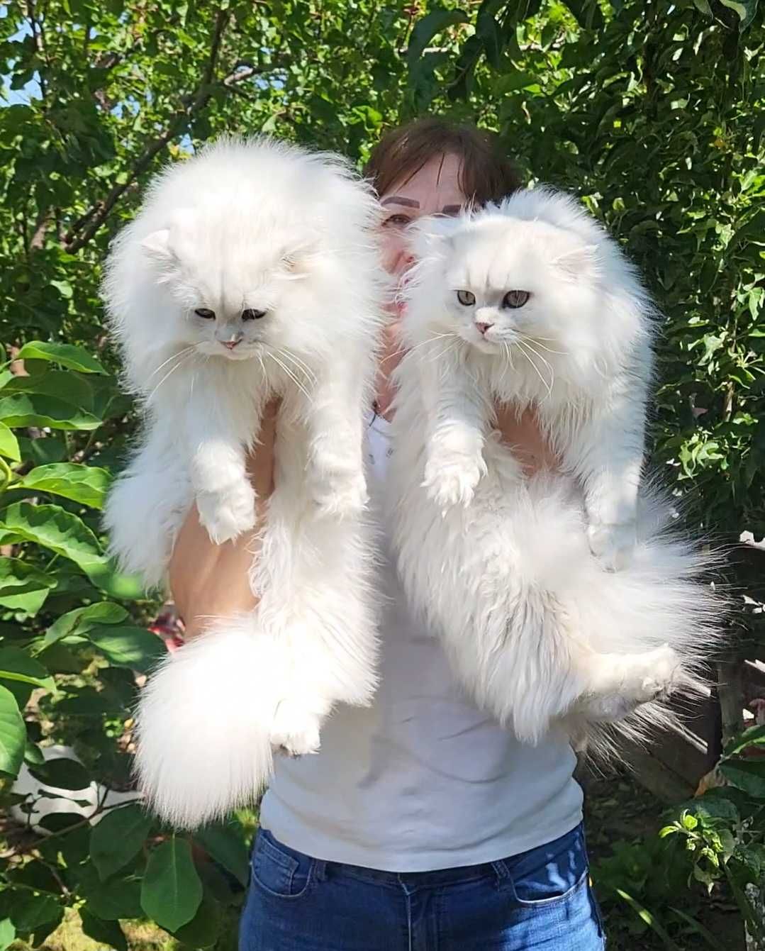 Scottish straight longhair cu pedigree superb