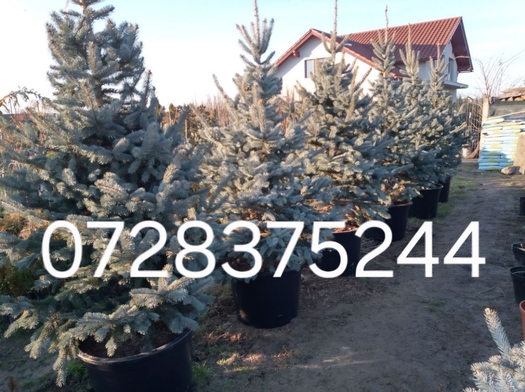 Leylandii chipaross amenajări grădini