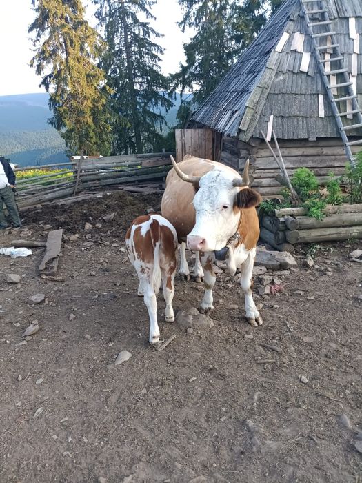 Vând vacă , vârsta 7 ani