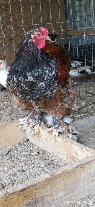 Vând cocoș Brahma Portelan
