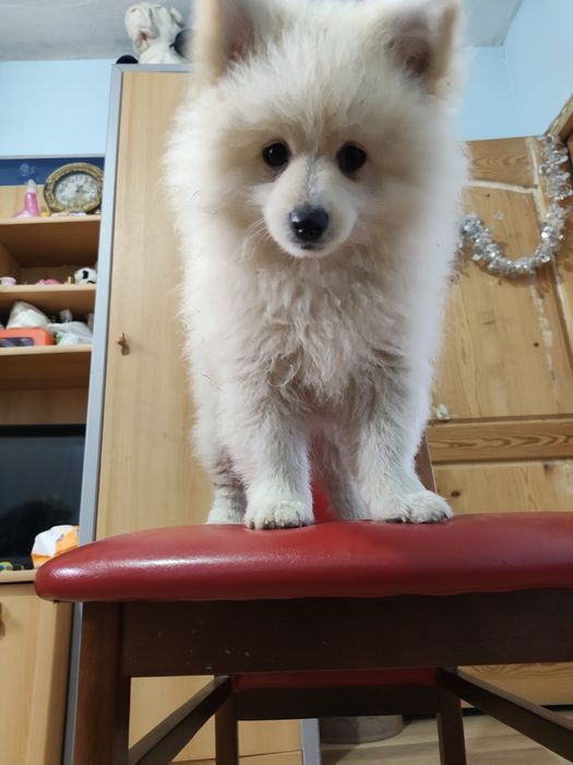 Малки кученца порода померан