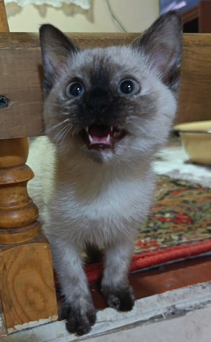 Продаётся кошка Сияамский.