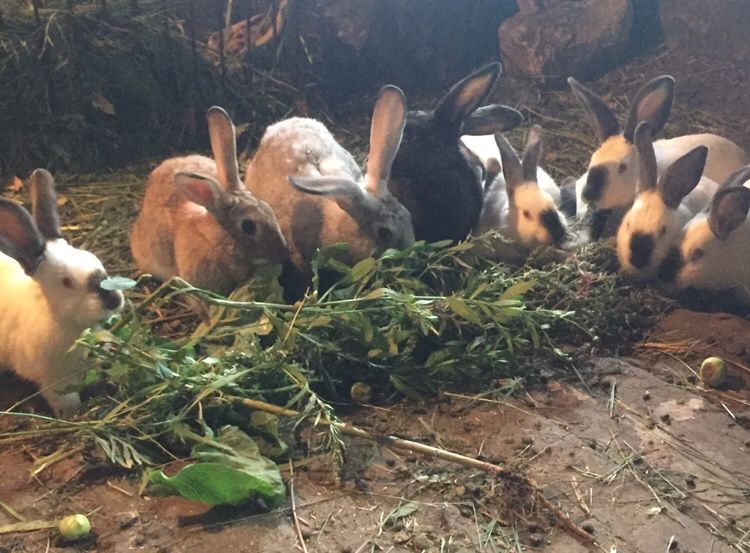 Продам кроликов 1000 тенге,за месяц жизни