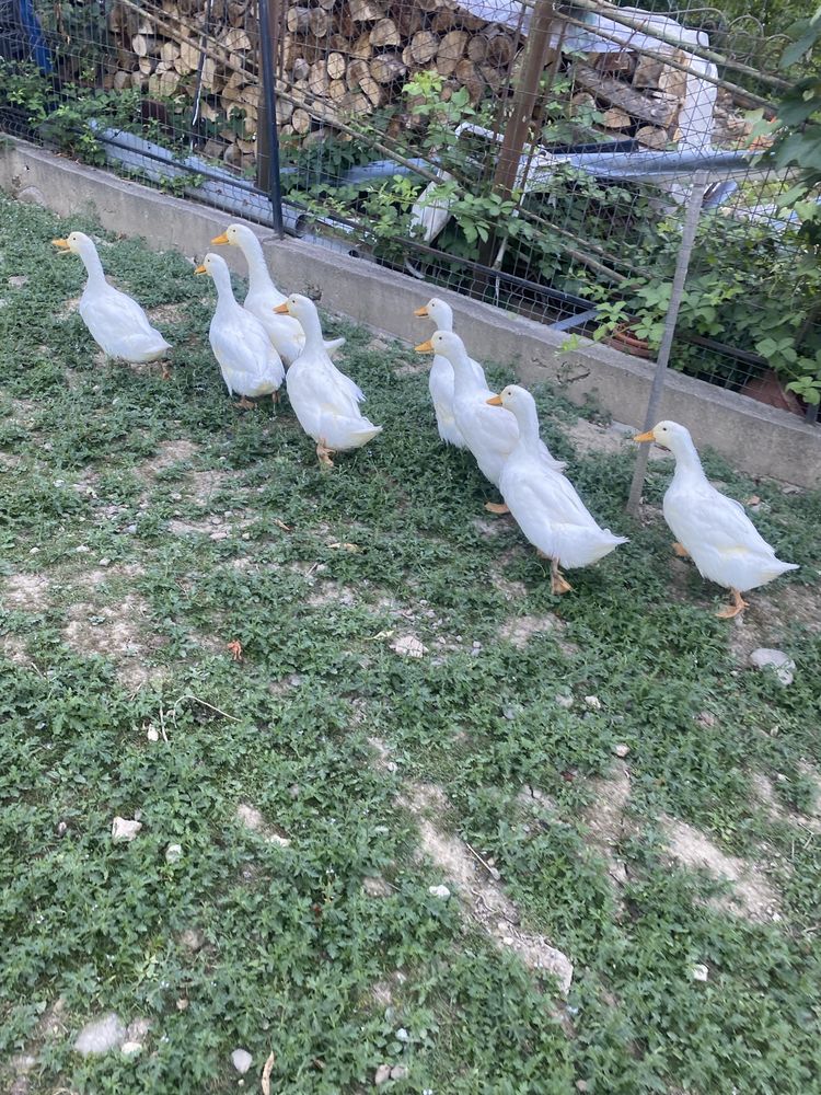 Vand rațe mixte.