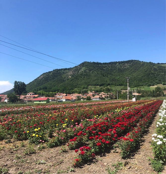 Trandafir cu rădăcina liberã