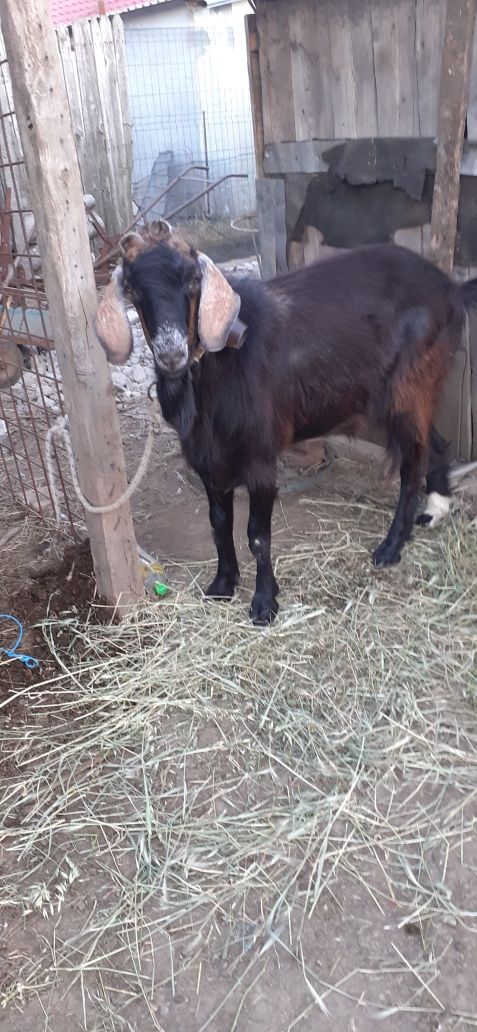 Vând țap în vârstă de un an