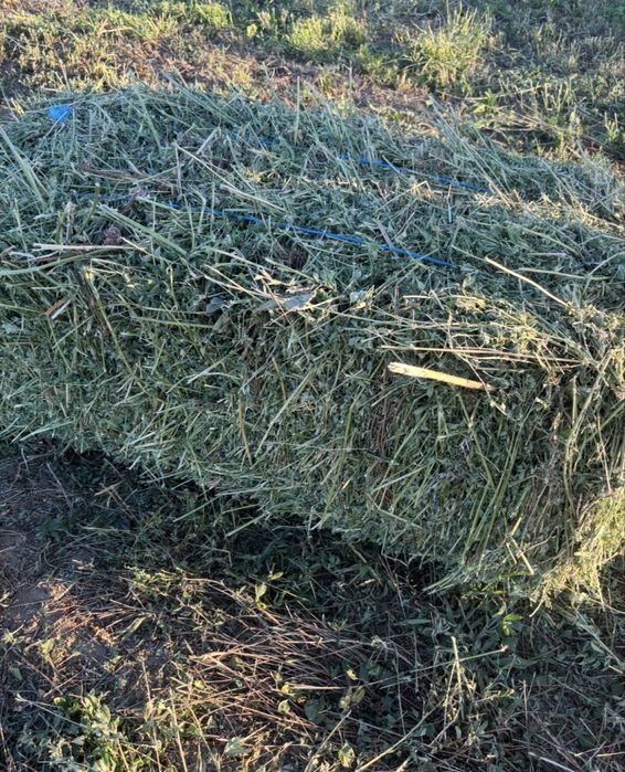 Vand baloti de lucerna