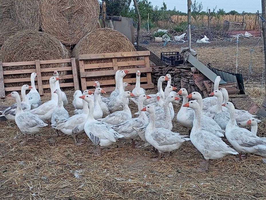 Gaste tinere crescute in gospodarie de anul acesta.