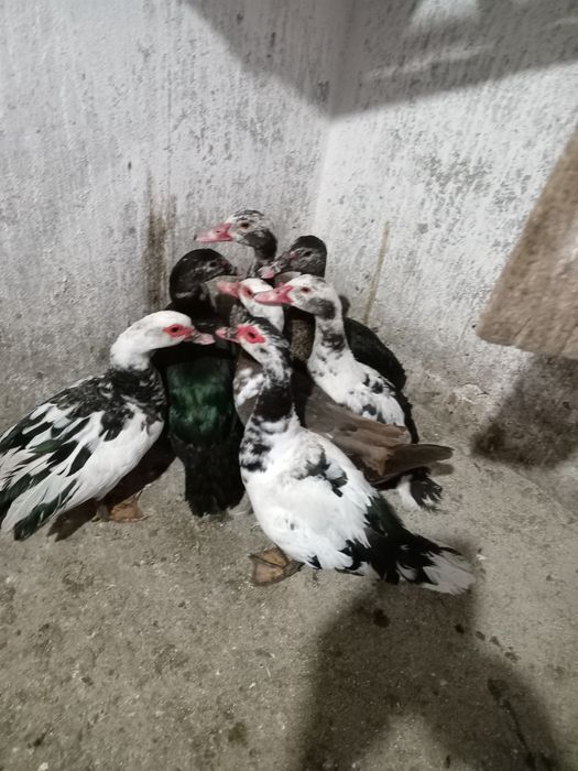 Rațe leșești de vânzare