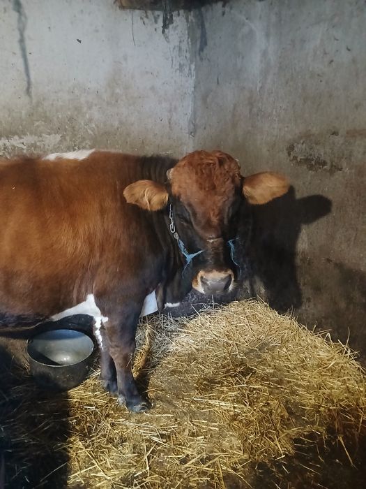 Vând vaca de 5 ani gustata în 4 luni