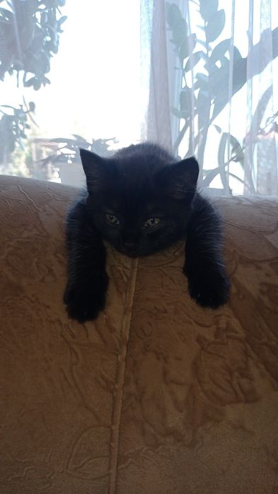 Кошечка 2 месяца