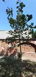 Magnolie  copac / copac cu flori de magnolie ca. 3,5 m - 4m