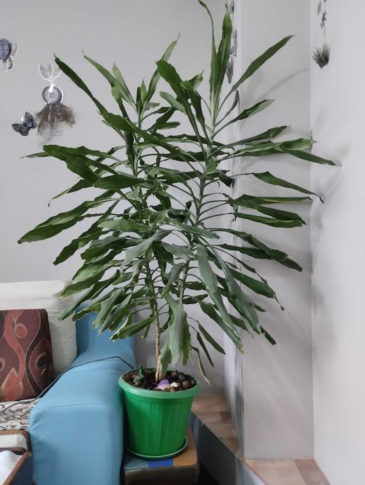 Драцена комнатное растение