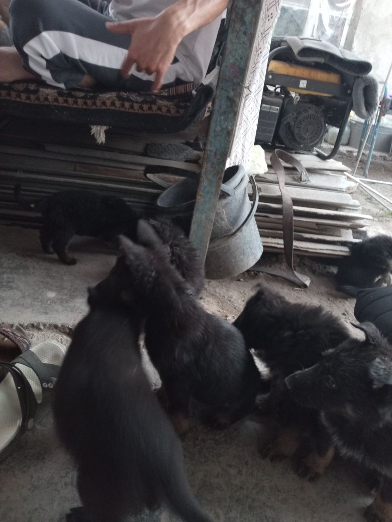 Готовятся к продаже