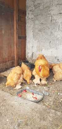 Vand oua de gaina brahma, australorp, cochinchina