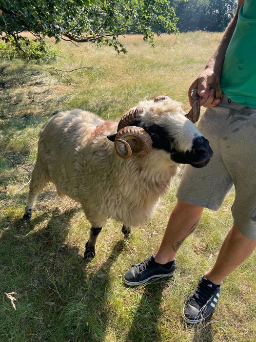 Berbec de vanzare stramior
