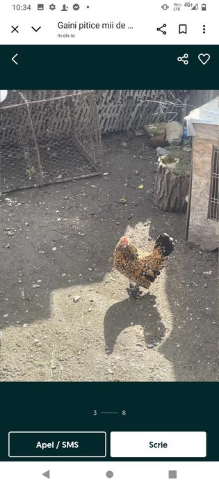 Vând găini pitice mii de flori București