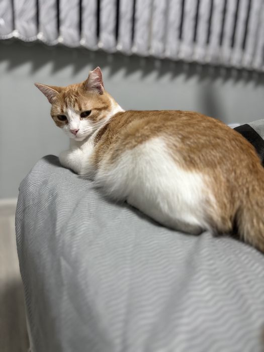 Котенце си търси Дом