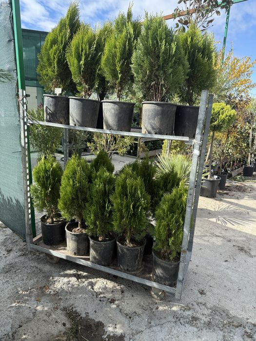 Tuia AUREA NANA la ghiveci