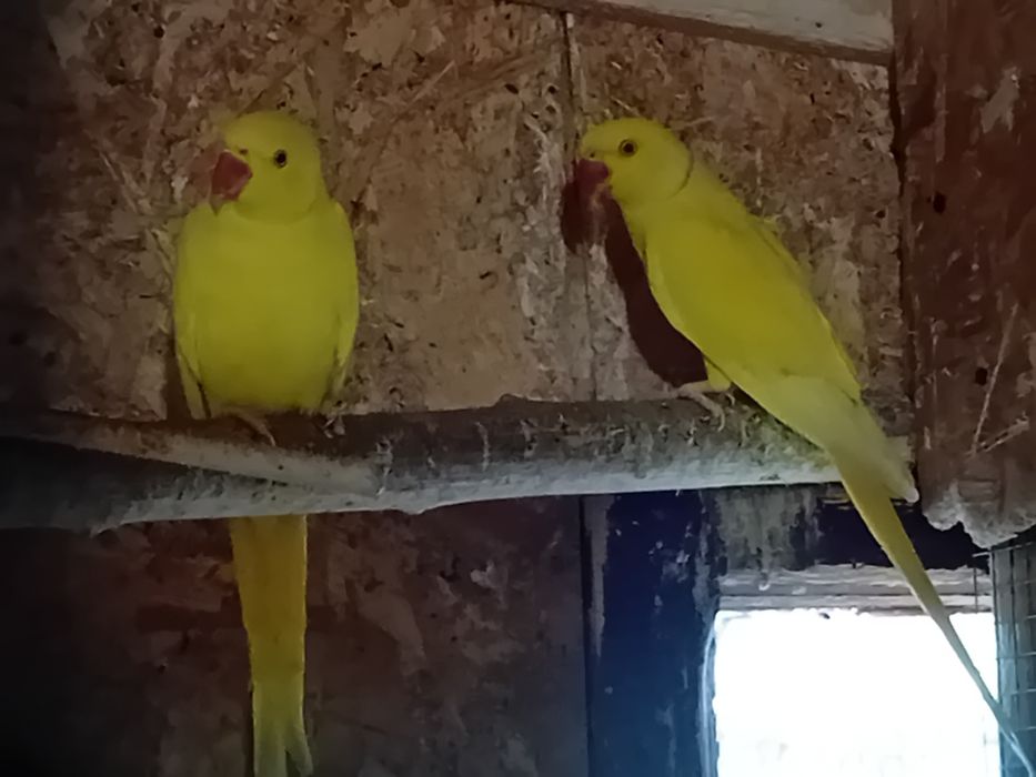 Marele Alexandru și micul Alexandru