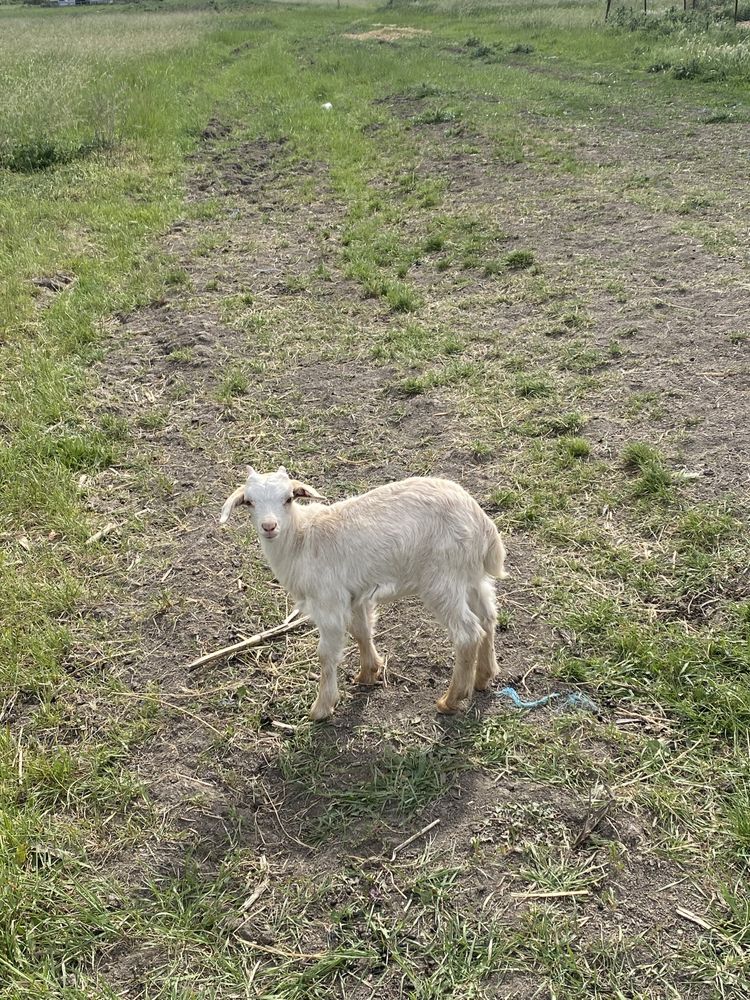 Iezi de capra tineret si capre