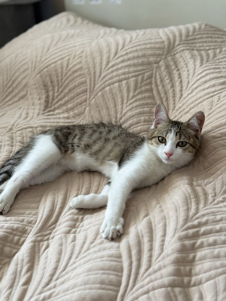 Котенка в добрые руки, девочка