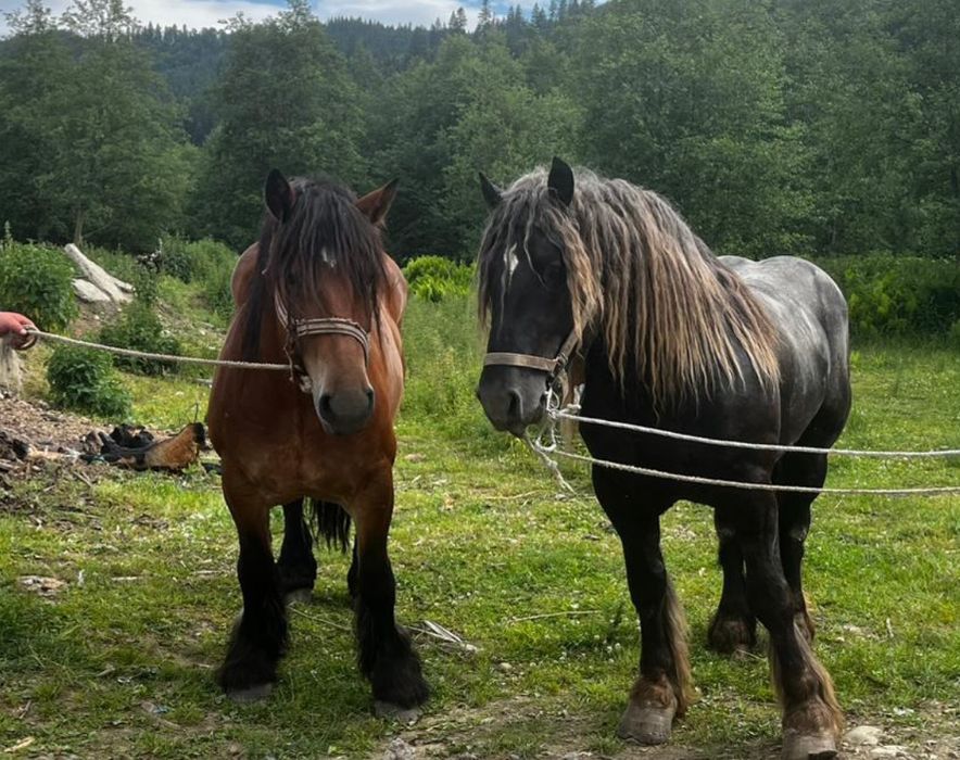 Schimb cu animale ..