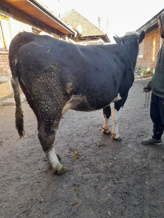 Vând vaca a 2 fătare gestanta de 4 lunii si cu lapte