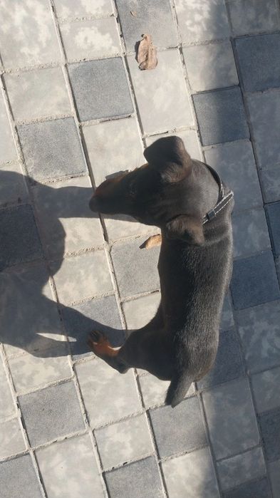 Щенок добермана двух месячный