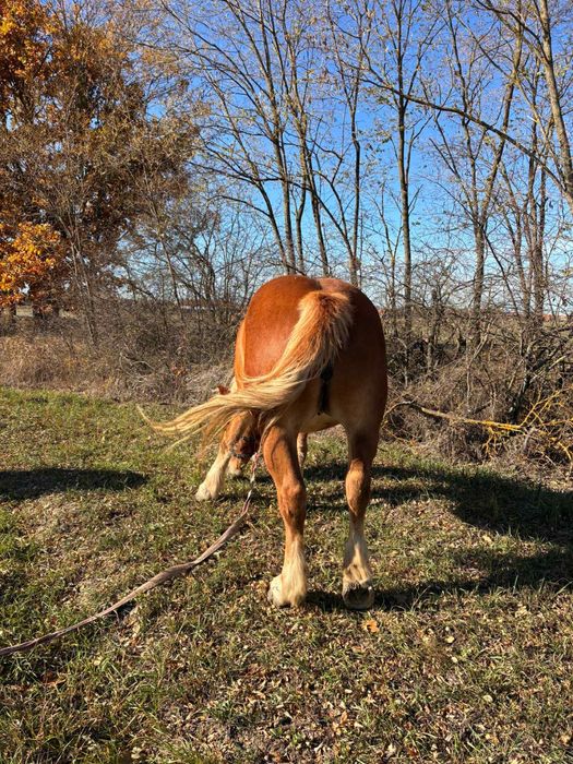 Vand doua iepe Blonde