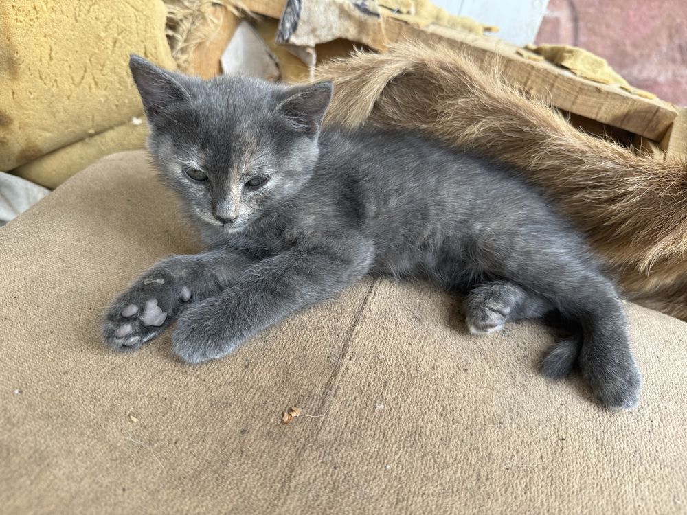 Малки котенца търсят дом