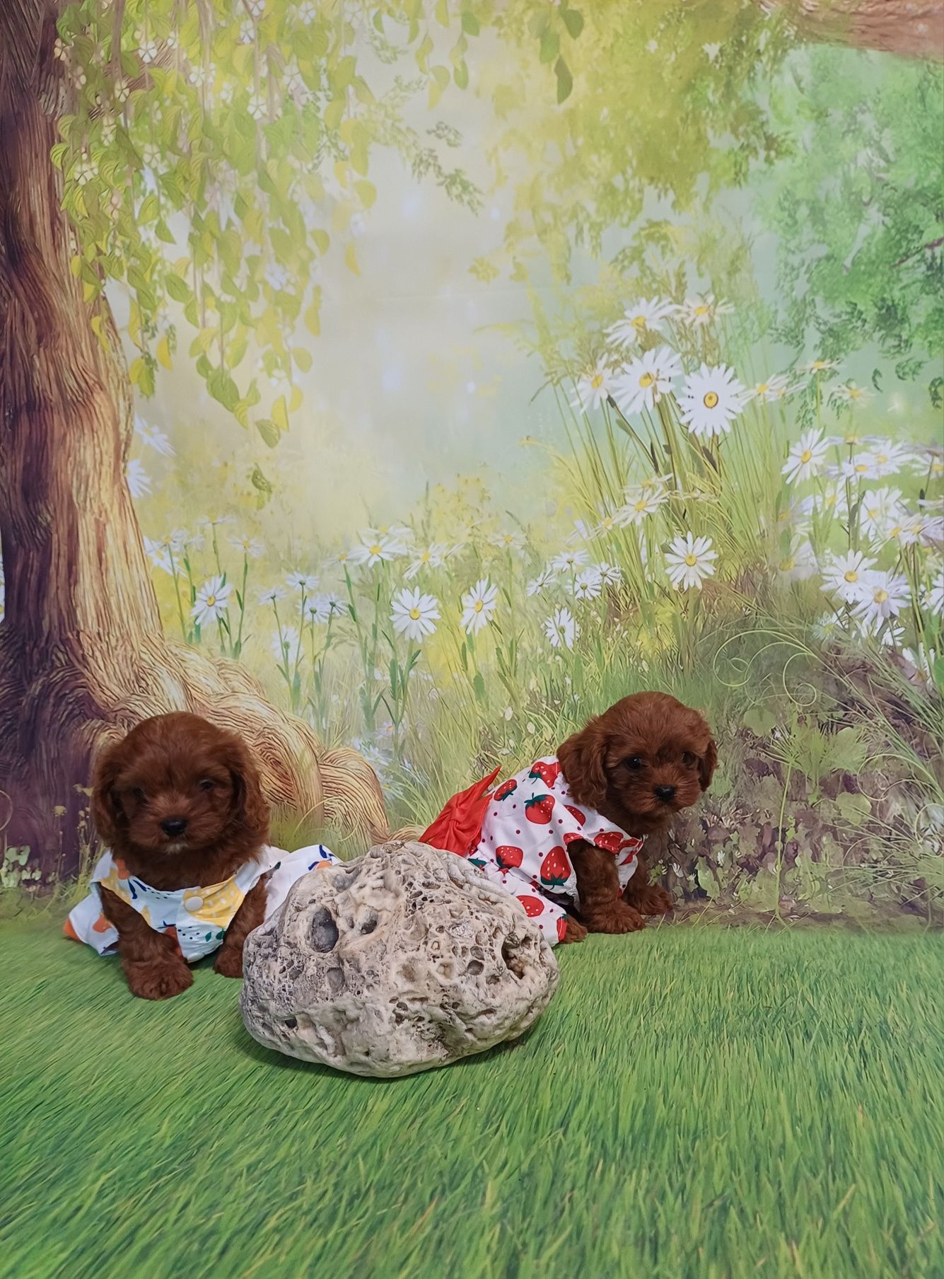 Кавапу !  Cavapoo!