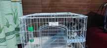 Продаются шиншиллы 3 штуки вместе с клеткой семья отец мать и ребенок