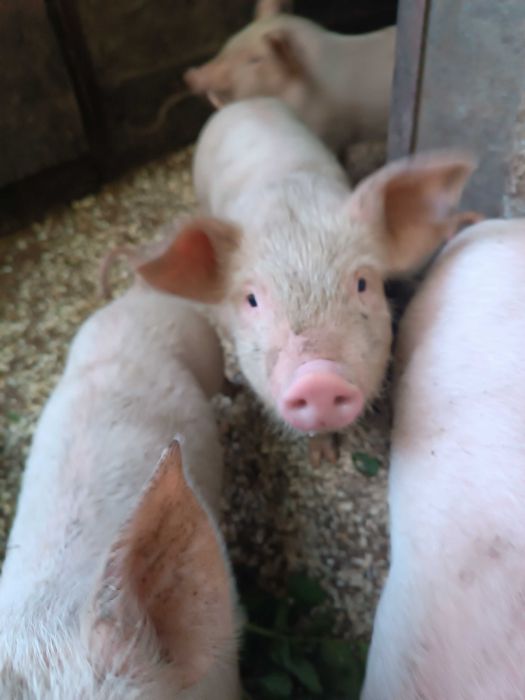 19-20 кг,Малки прасета,отбити,ваксина