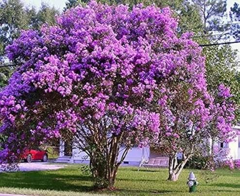 Liliac Indian Pomisor -Pink Roz