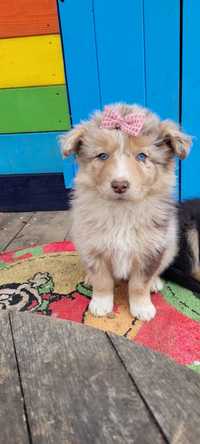 Plusuri Border Collie