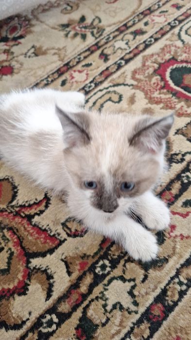 Отдам даром кот мальчик