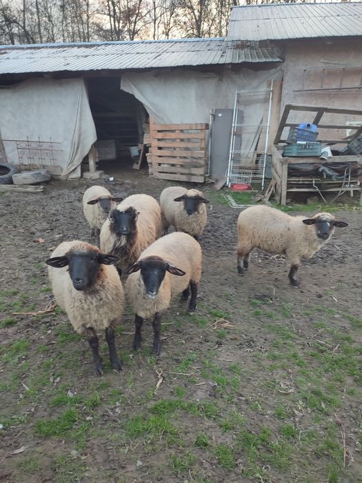 De vânzare miei din primăvară