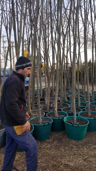 Plante de sezon aclimatizate