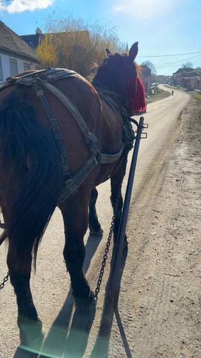 Iapa de vanzare detal in privat