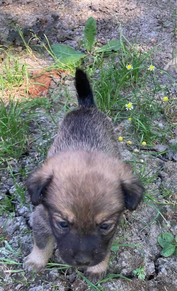 4 catelusi spre adoptie