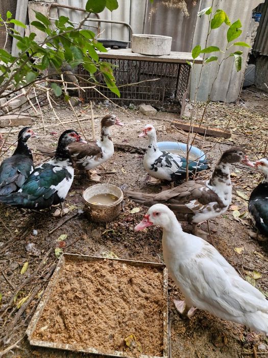 Индоутки утки продам