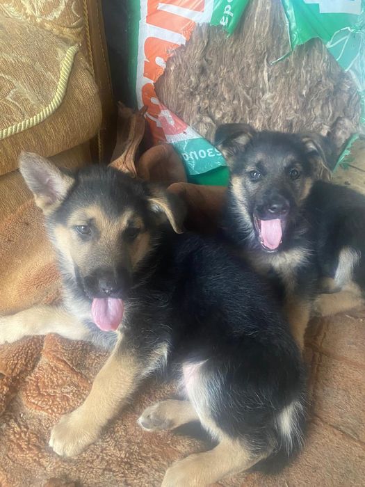 2 кобелька. Мама немец. Бесплатно