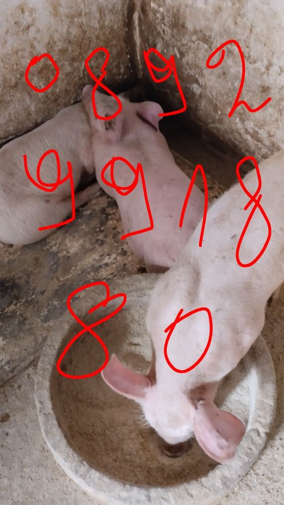 Продавам 13 бр.Прасета българска  бяла.Мъжките са скопени.