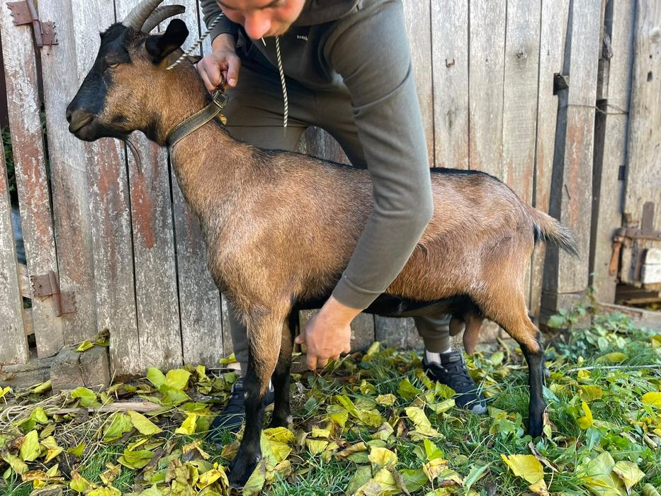 Vând Capra Metis Alpina