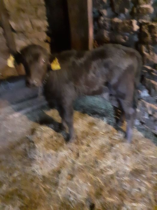 Vând viței de bivol